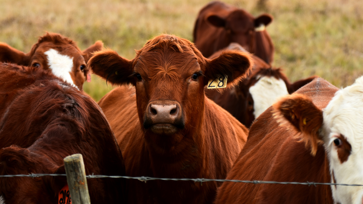 U.S. confirms second Texas screwworm case, Canada restricts livestock imports