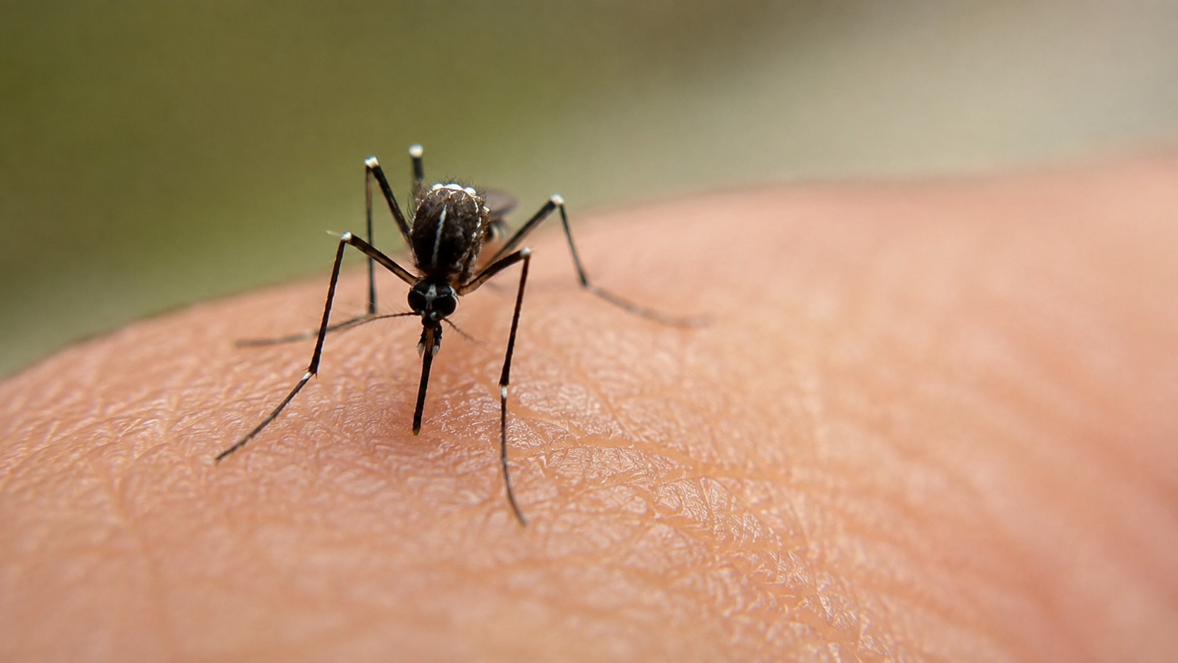 Virginia Confirms First Locally Acquired Dengue Case
