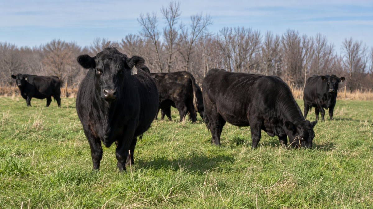 While Mexico defends ‘sovereignty,’ cartels import a flesh-eating parasite into Texas