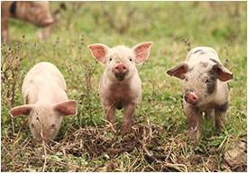 The Three Little Pigs & Preparedness - My Patriot Supply