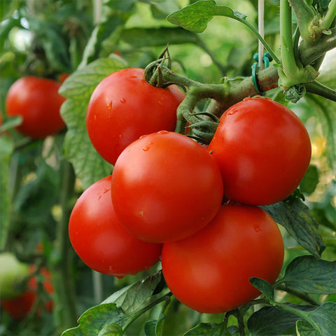 Image of Heirloom Marglobe Tomato Seeds (.5g) by Patriot Seeds