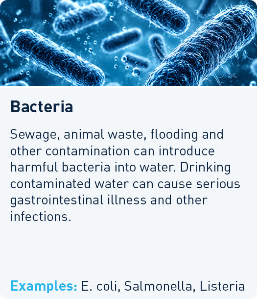 Bacteria: sewage, animal waste, and flooding can introduce harmful bacteria causing gastrointestinal illness. Examples: E. coli, Salmonella, Listeria