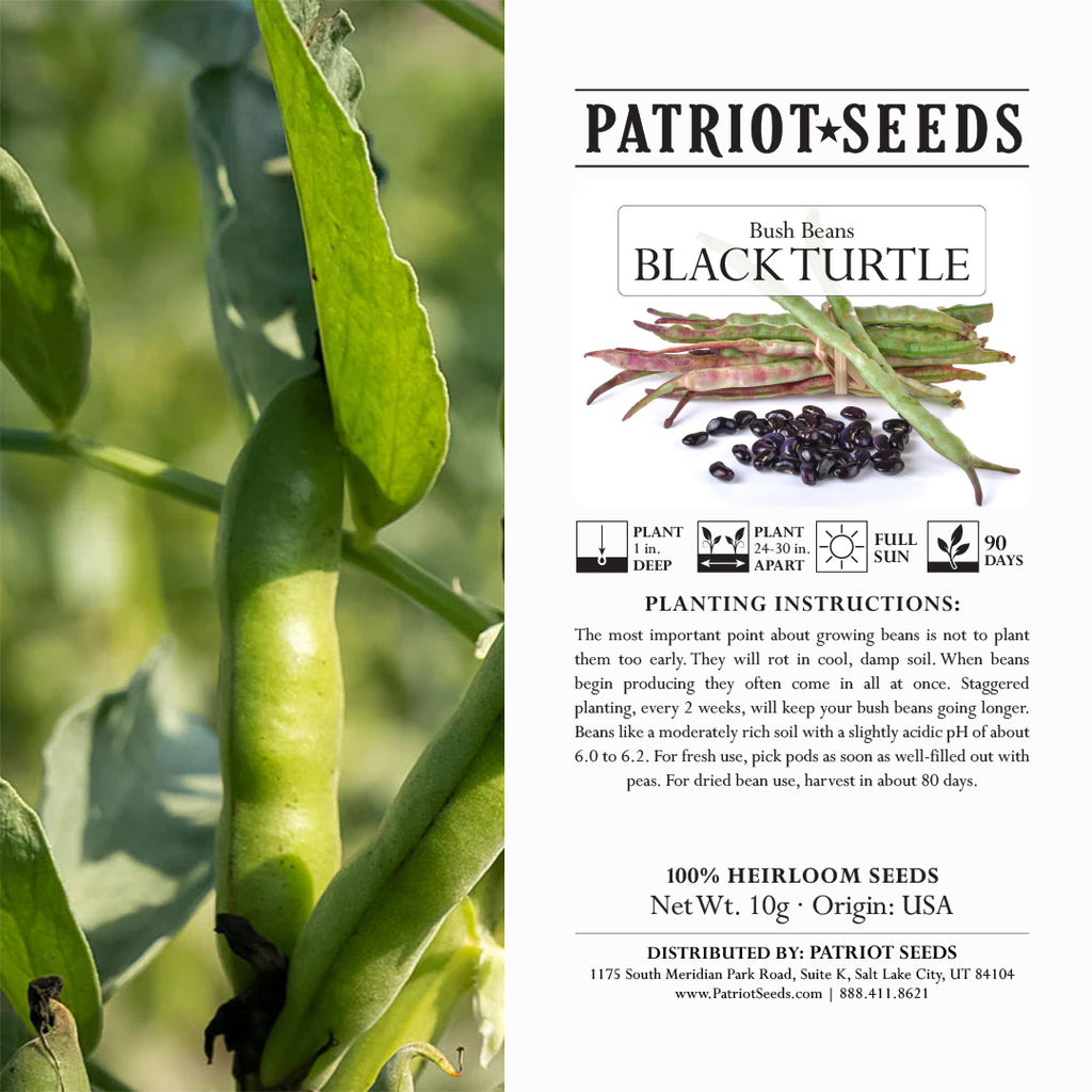 Heirloom Black Turtle Bush Beans Seeds (10g) by Patriot Seeds