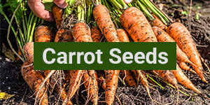 My Patriot Supply: Carrot Seeds