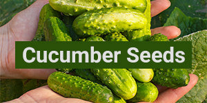 My Patriot Supply: Cucumber Seeds