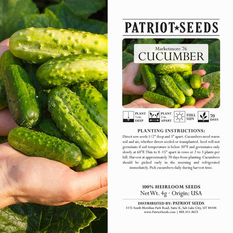 Image of Heirloom Marketmore 76 Cucumber Seeds (4g) by Patriot Seeds