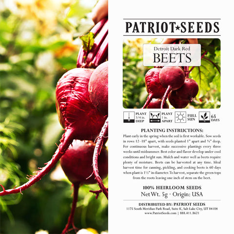 Image of Heirloom Detroit Dark Red Beet Seeds (5g) by Patriot Seeds