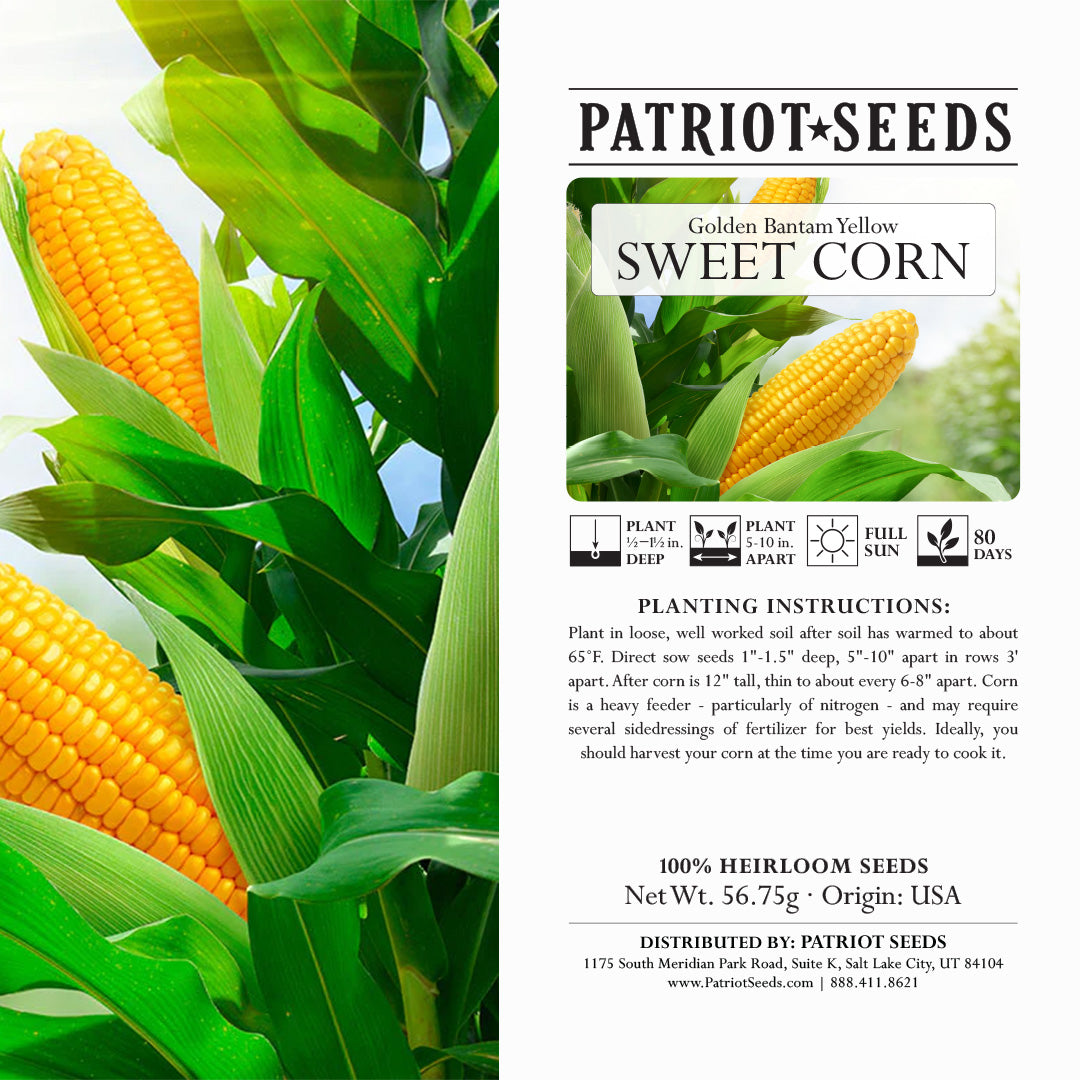 planting sweetcorn seeds Heirloom Golden Bantam Yellow Sweet Corn (56.75g) by Patriot Seeds