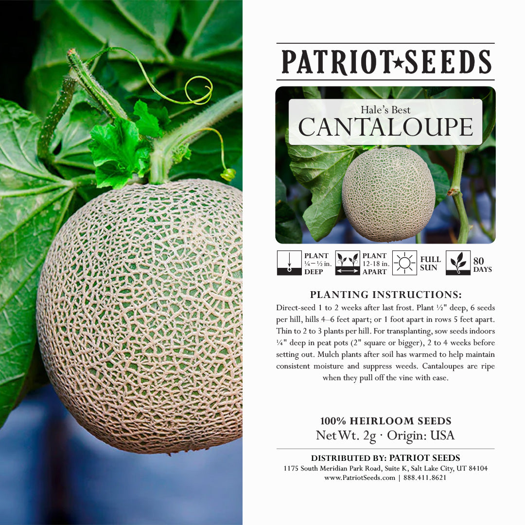 best time to plant cantaloupe seeds Heirloom Hales Best Cantaloupe Seeds (2g) by Patriot Seeds