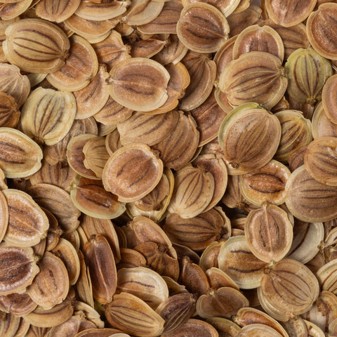 Image of Heirloom All American Parsnip Seeds (1.5g) by Patriot Seeds Closeup