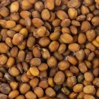 Thumbnail for arugula roquette seeds closeup