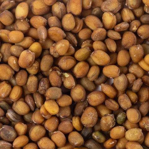 Image of arugula roquette seeds closeup