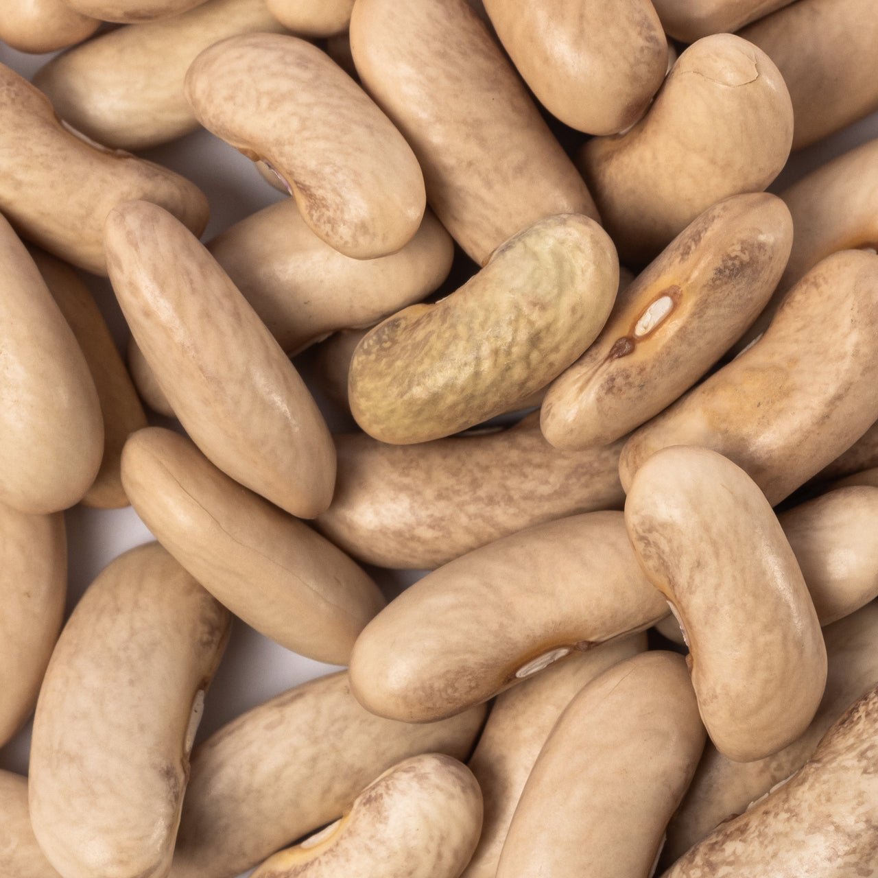 contender beans dry closeup