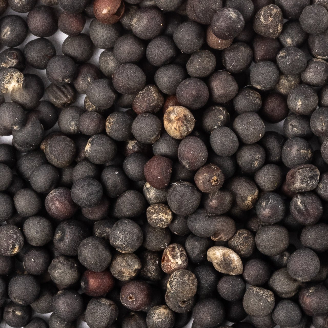 patriot seeds dwarf siberian seeds closeup