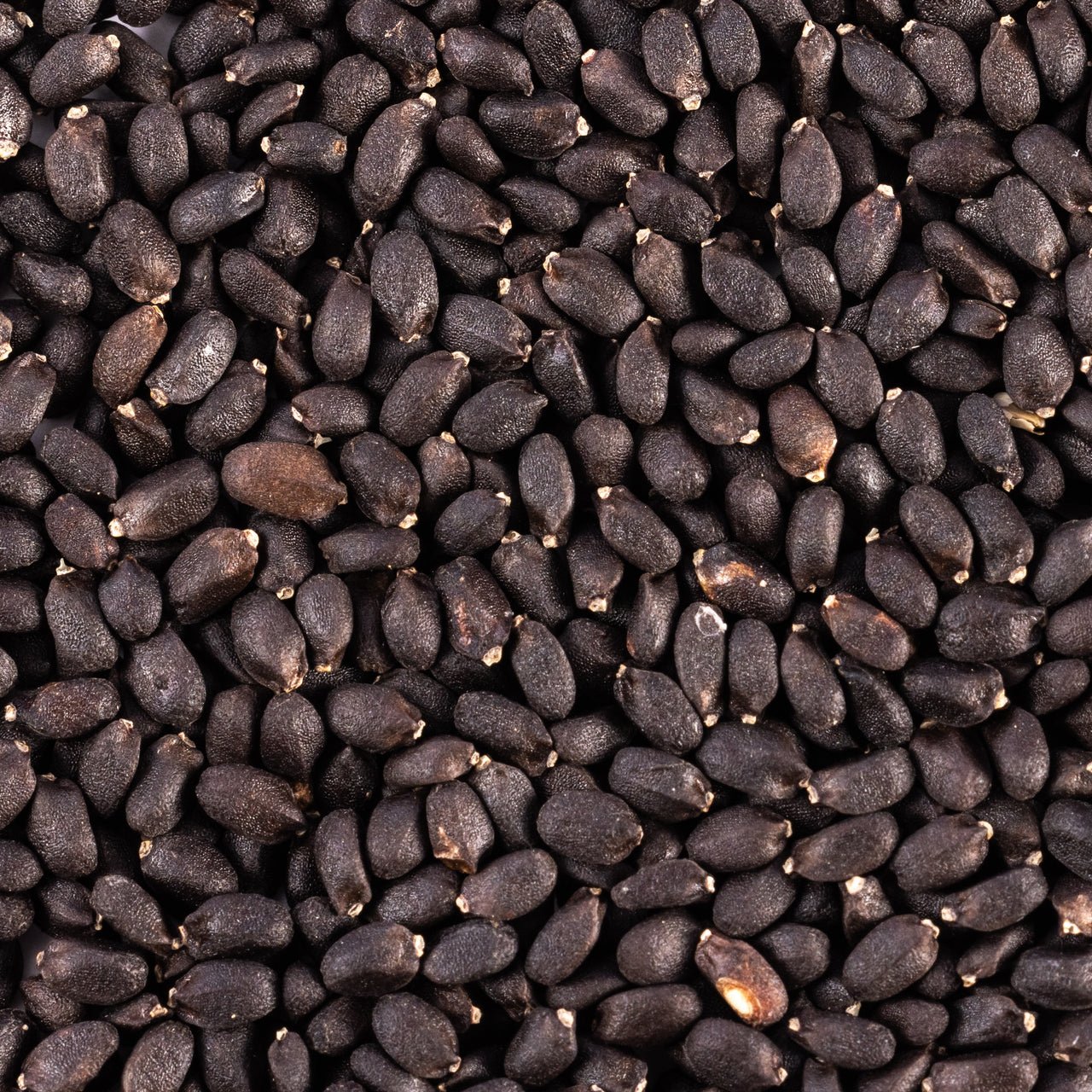 patriot seeds genovese basil seeds closeup