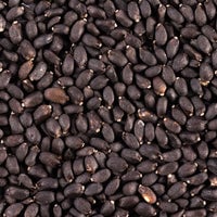 Thumbnail for patriot seeds genovese basil seeds closeup