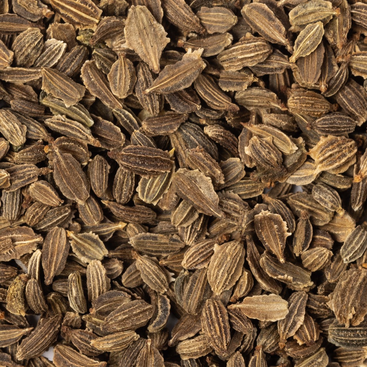 little finger patriot seeds close up