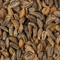 Thumbnail for Heirloom Plain or Single Parsley Herb Seeds (1g) by Patriot Seeds Closeup