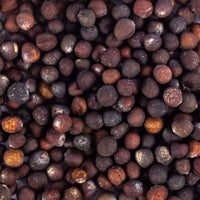 Thumbnail for Heirloom Green Sprouting Calabrese Broccoli Seeds (2g) by Patriot Seeds