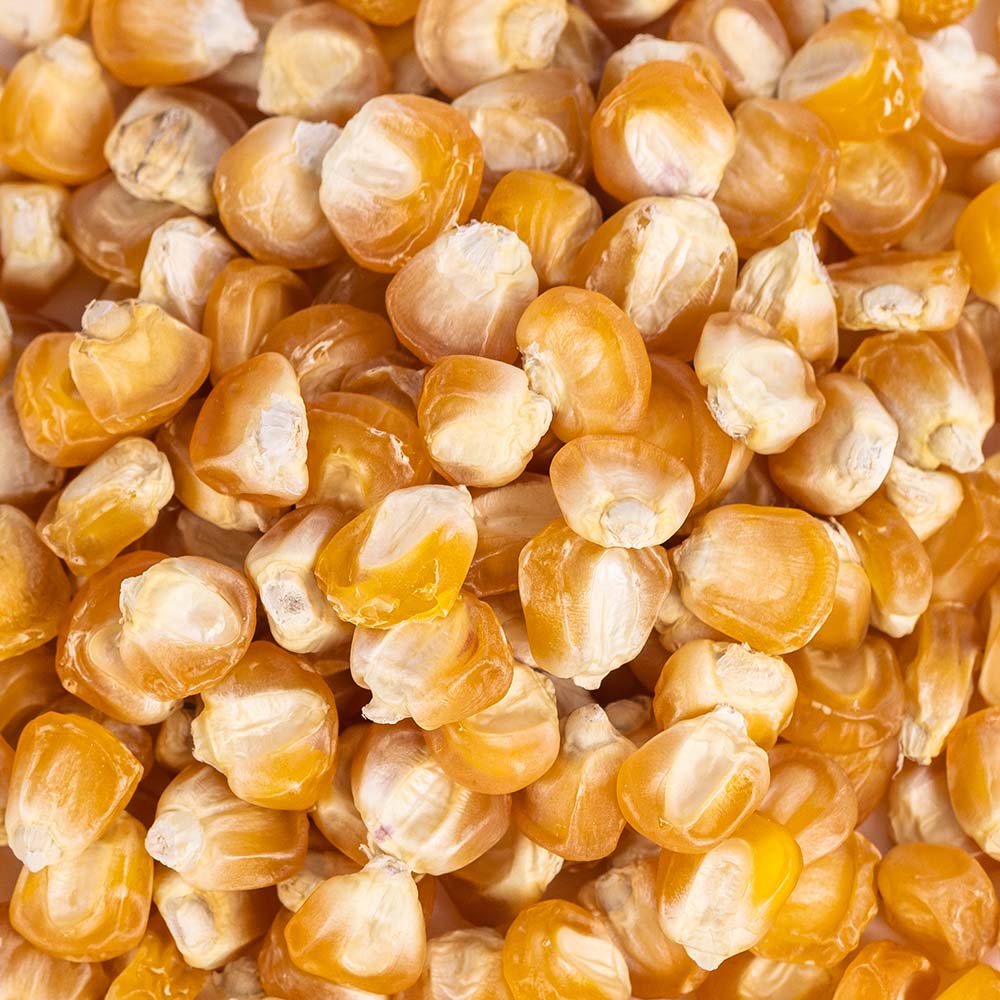 Heirloom Golden Bantam Yellow Sweet Corn (56.75g) by Patriot Seeds
