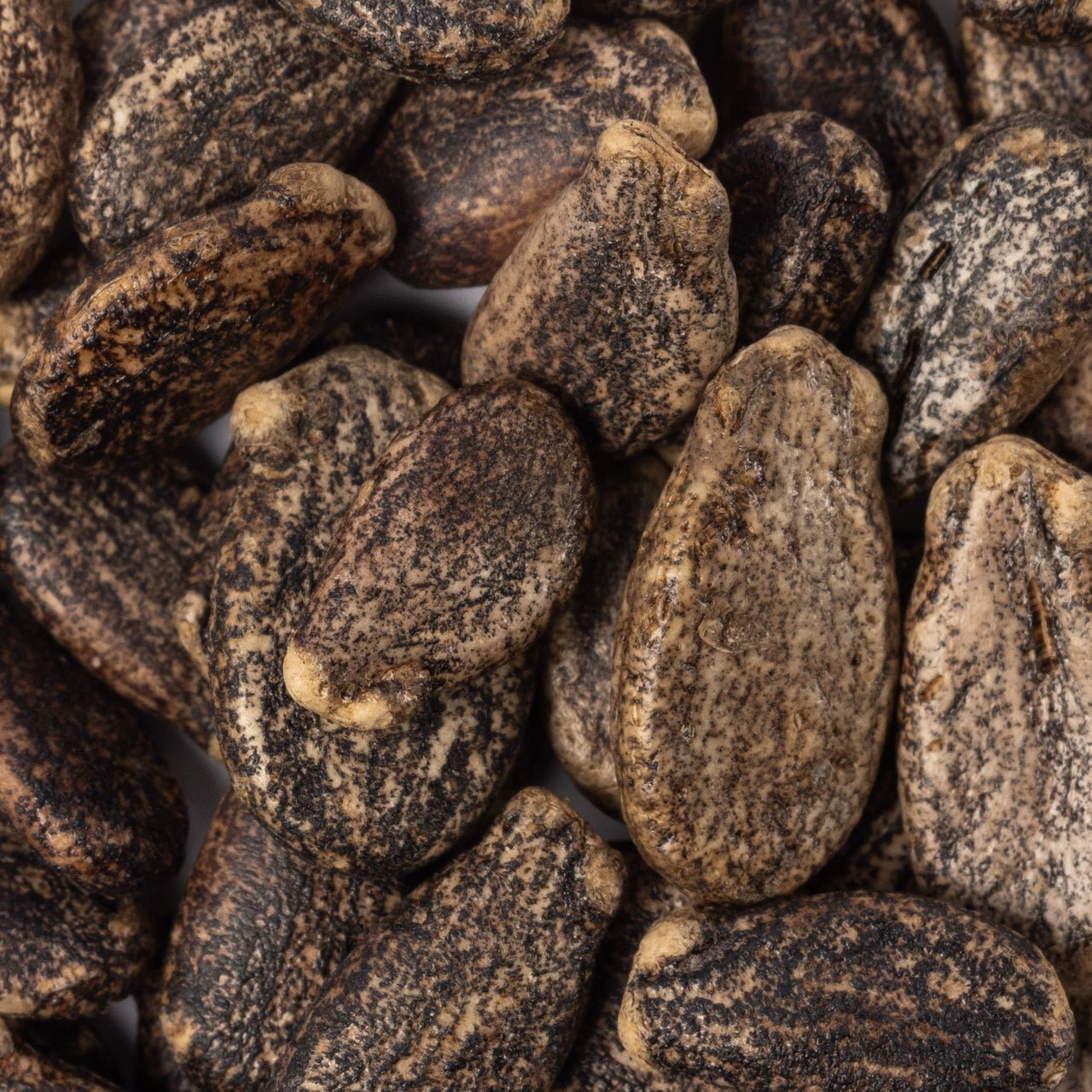 Heirloom Sugar Baby Watermelon Seeds (3g) by Patriot Seeds Closeup