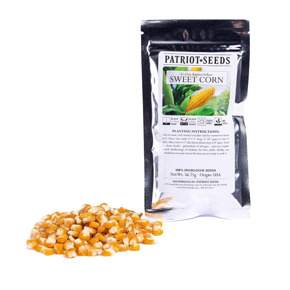 Heirloom Golden Bantam Yellow Sweet Corn (56.75g) by Patriot Seeds