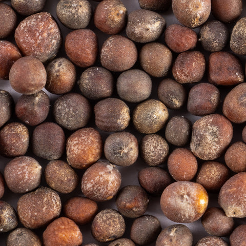 Image of waltham broccoli seeds closeup