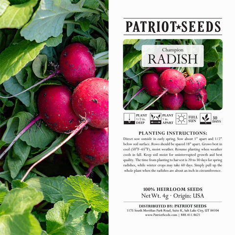 Heirloom Champion Radish Seeds (4g) by Patriot Seeds