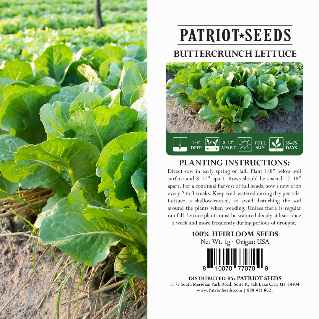 lettuce seeds for planting Lettuce: Buttercrunch (1g)- Heirloom Seeds
