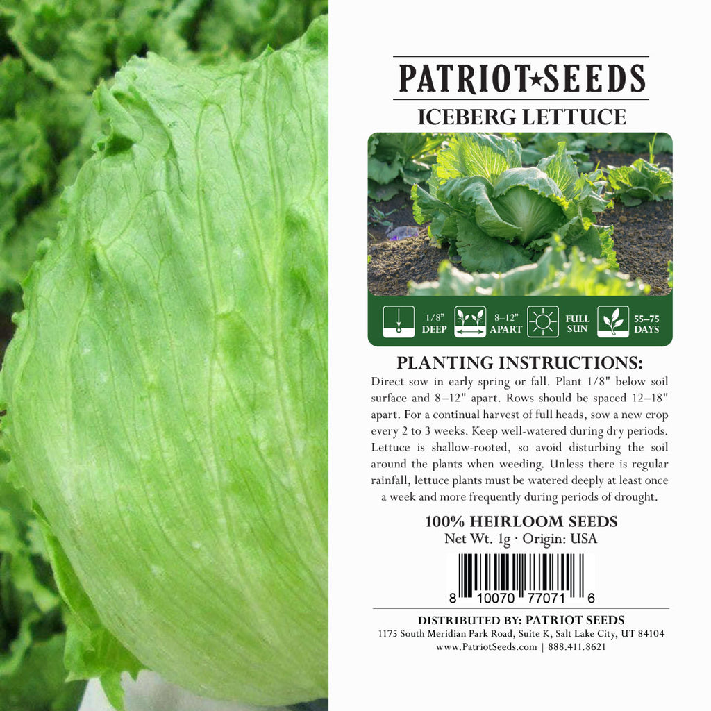 1000+ Iceberg Lettuce Seeds - Crisphead Romaine Lettuce Bulk Seeds - Non-GMO USA Grown