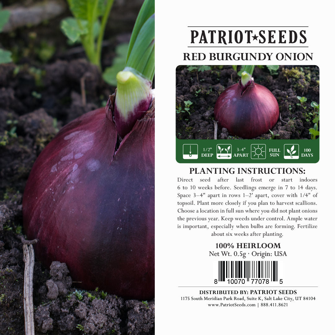 plant red onion seeds Onions: Red Burgundy (.5g)- Heirloom, Non-GMO Seeds