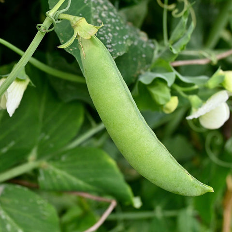 Image of dwarf gray sugar pea seeds pod in a garden