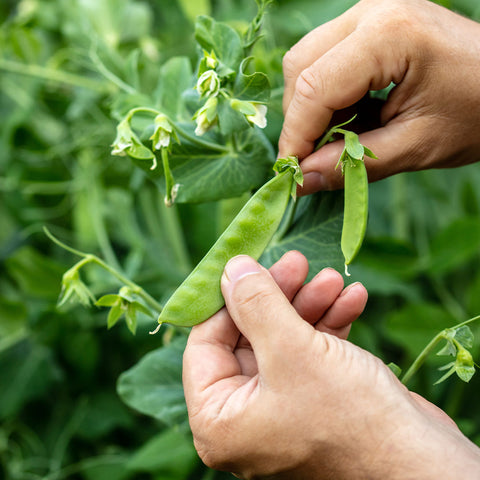 Image of Heirloom Sugar Snap Pea Seeds (24g) by Patriot Seeds