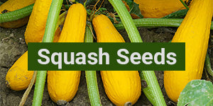 My Patriot Supply: Squash Seeds