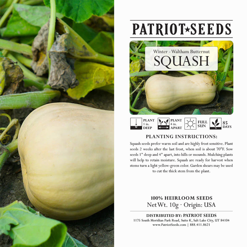 Heirloom Waltham Butternut Squash Seeds (10g) by Patriot Seeds
