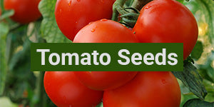 My Patriot Supply: Tomato Seeds