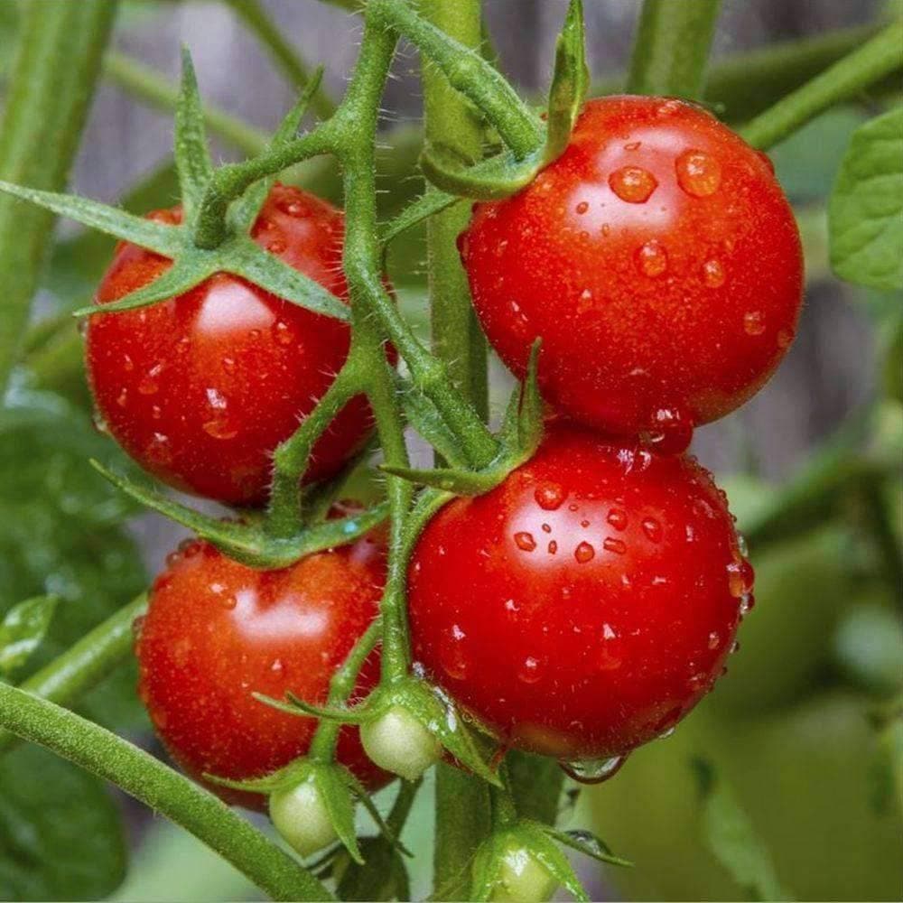 Large Red Cherry Tomato Seeds (250mg) - My Patriot Supply