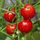 Large Red Cherry Tomato Seeds (250mg) - My Patriot Supply