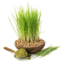 Thumbnail for Organic Barley Grass Sprouting Seeds by Patriot Seeds (8 ounces)