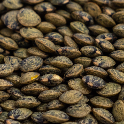 Image of Organic Green Lentil Sprouting Seeds by Patriot Seeds (4 ounces)