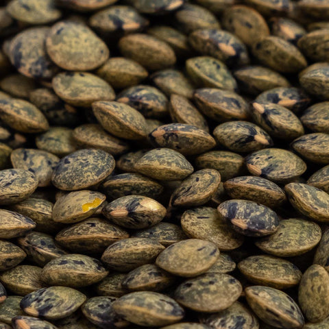 Image of Organic Green Lentil Sprouting Seeds by Patriot Seeds (4 ounces)