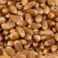 Thumbnail for Organic Hard Red Wheat Sprouting Seeds by Patriot Seeds (8 ounces)