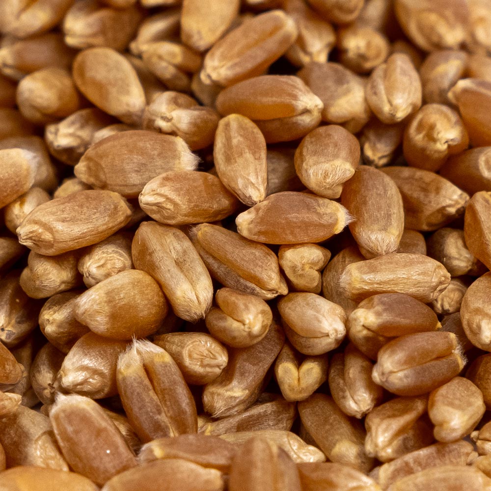 Farro Perlado Italiano Orgánico, 1 Libra, Sin OMG, Kosher, Vegano, G