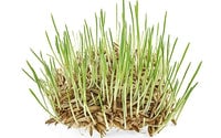 Thumbnail for Organic Hard Red Wheat Sprouting Seeds by Patriot Seeds (8 ounces)