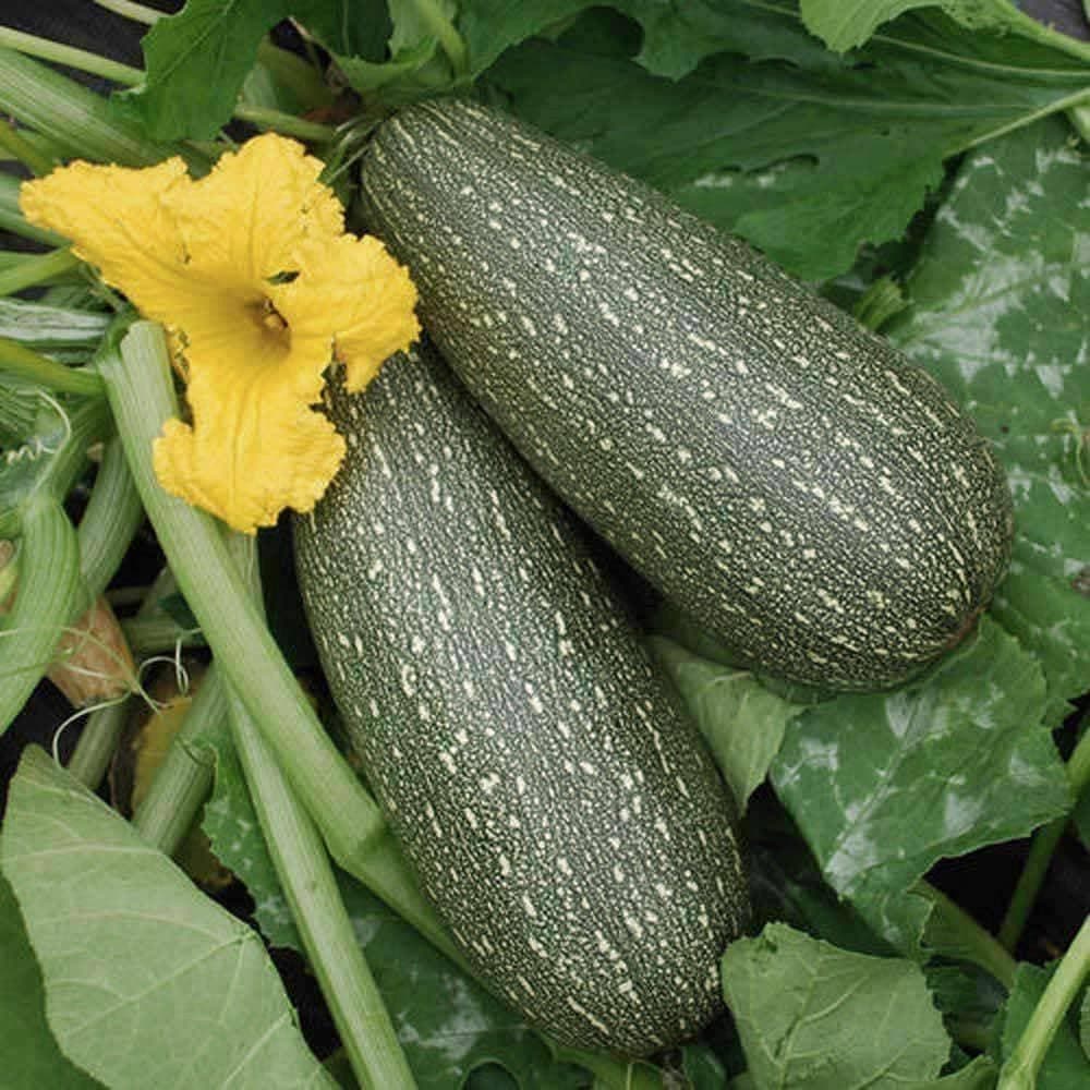 Grey Zucchini Seeds (14g) - My Patriot Supply
