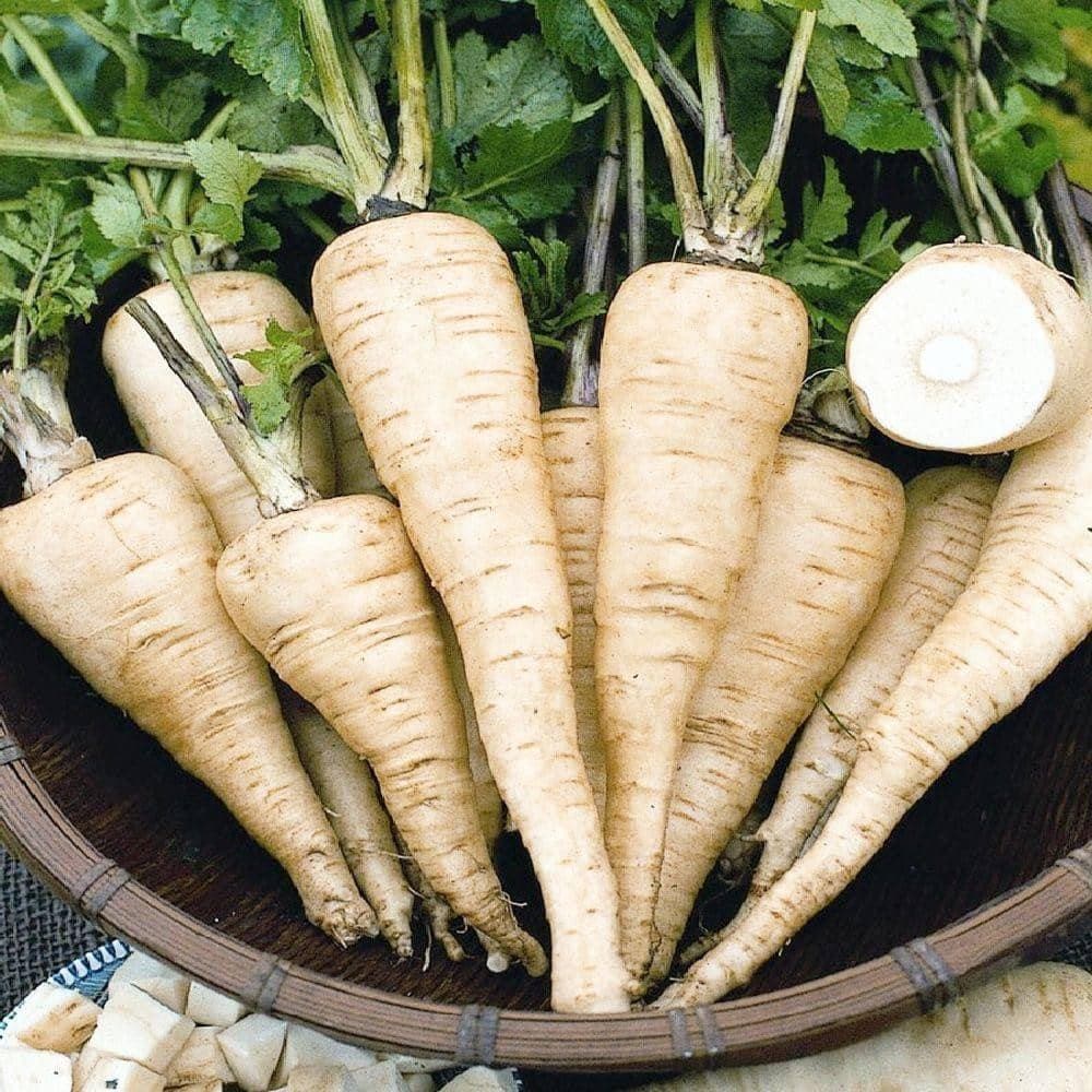 Discontinued - All American Parsnip Seeds (1g) - My Patriot Supply