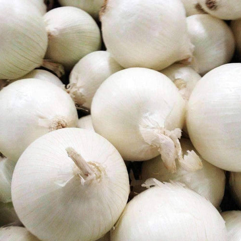 Image of White Sweet Spanish Onion Seeds (500mg) - My Patriot Supply