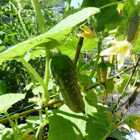 Image of Boston Pickling Cucumber Seeds (3g) - My Patriot Supply