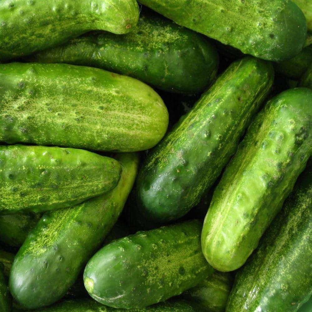 National Pickling Cucumber Seeds (3g) - My Patriot Supply