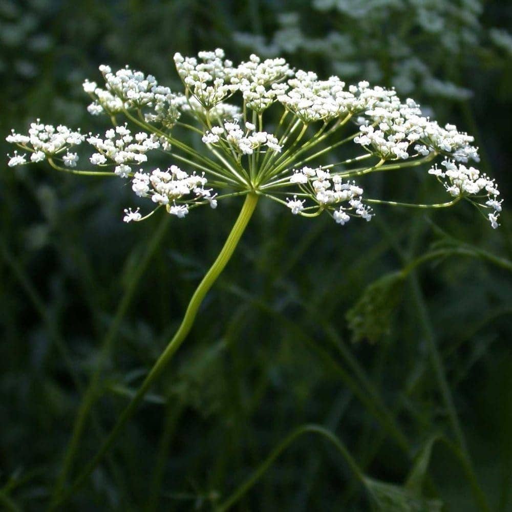 Anise Herb Seeds (500mg) - My Patriot Supply